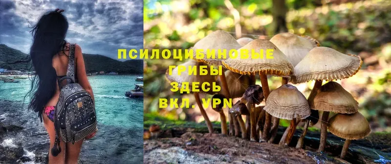 Псилоцибиновые грибы Psilocybe  Злынка 